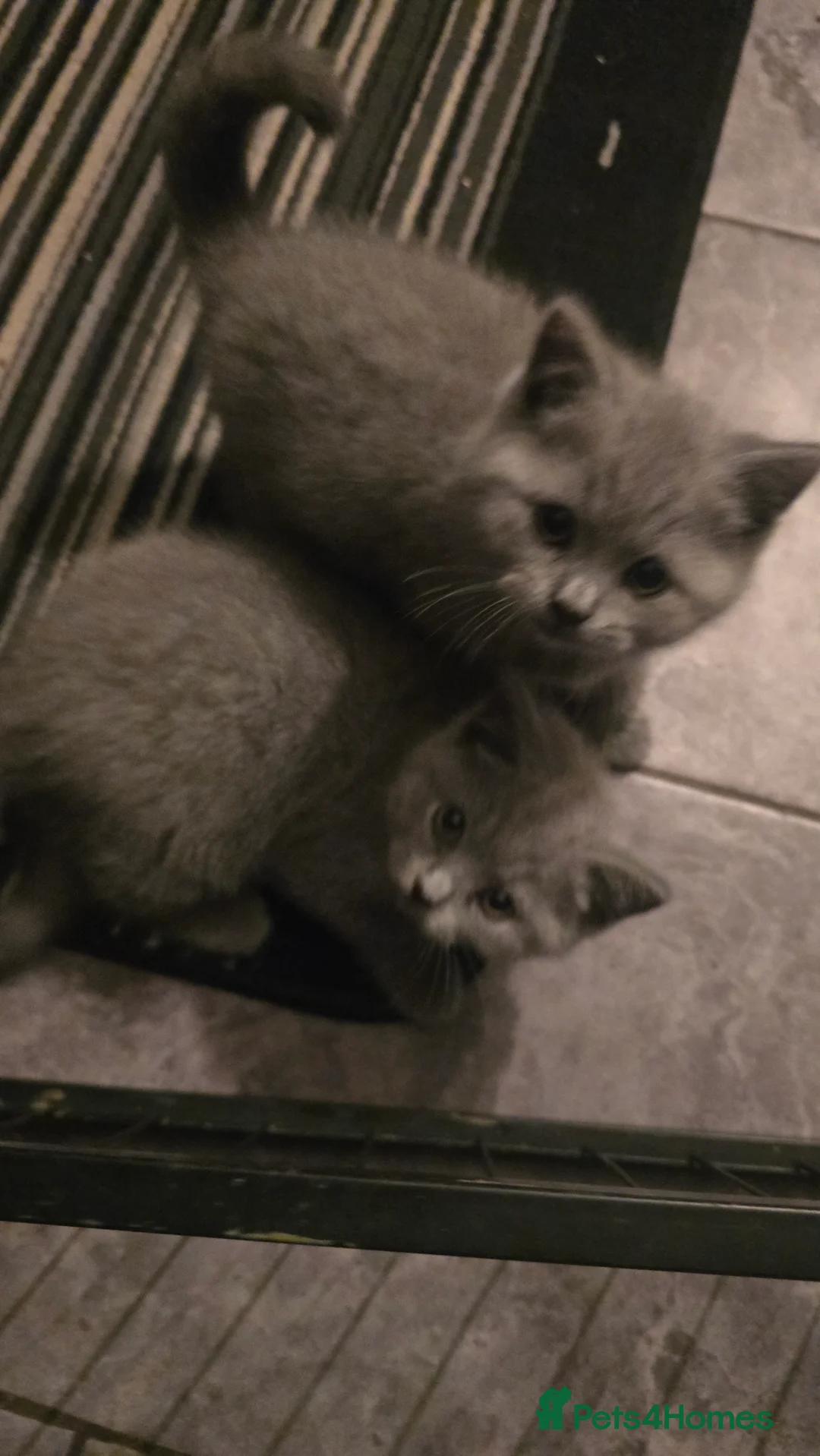 British Shorthair cats for sale: 6 british short hair ready to go  - Advert 10