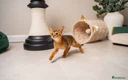 Abyssinian cats for sale: Premium Abyssinian kittens-TICA- Champion Pedigree - Image 6
