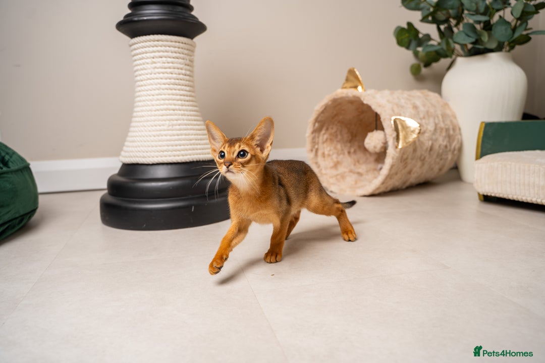 Abyssinian cats for sale: Premium Abyssinian kittens-TICA- Champion Pedigree - Image 6