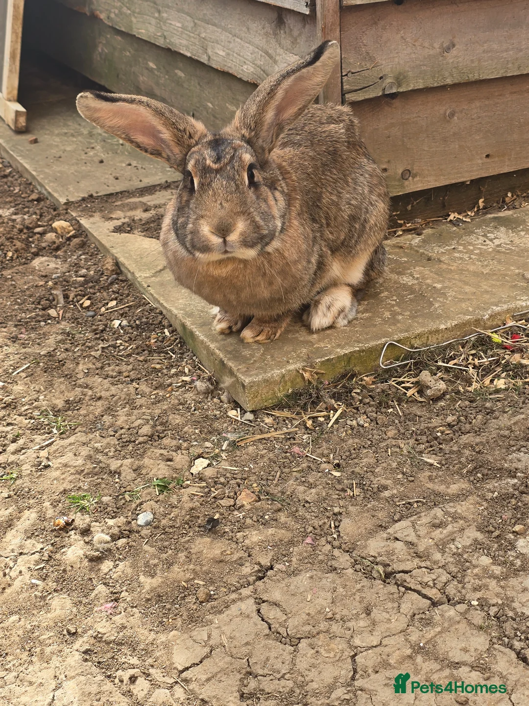 Mixed Breed rabbits for sale: 2 Rabbits For Rehoming in Rainham - Advert 5