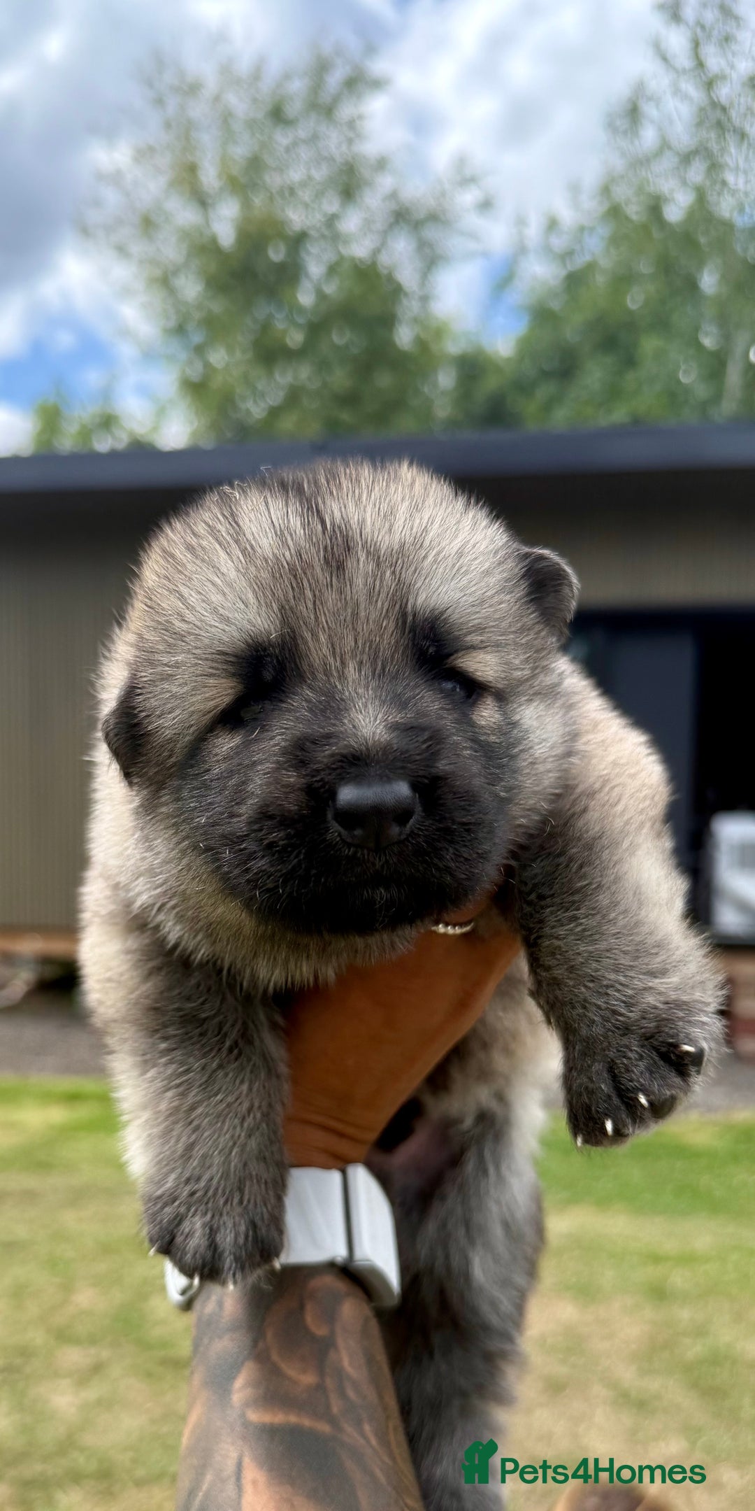 German Shepherd dogs for sale: ❤️KC HEALTH TESTED PARENTS ❤️ - Image 20
