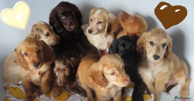 Cocker Spaniel dogs - Advert 8