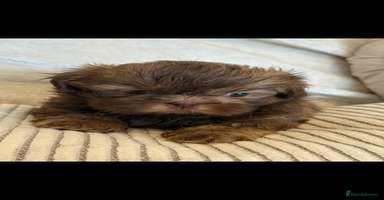 Shih Tzu dogs - Advert 15