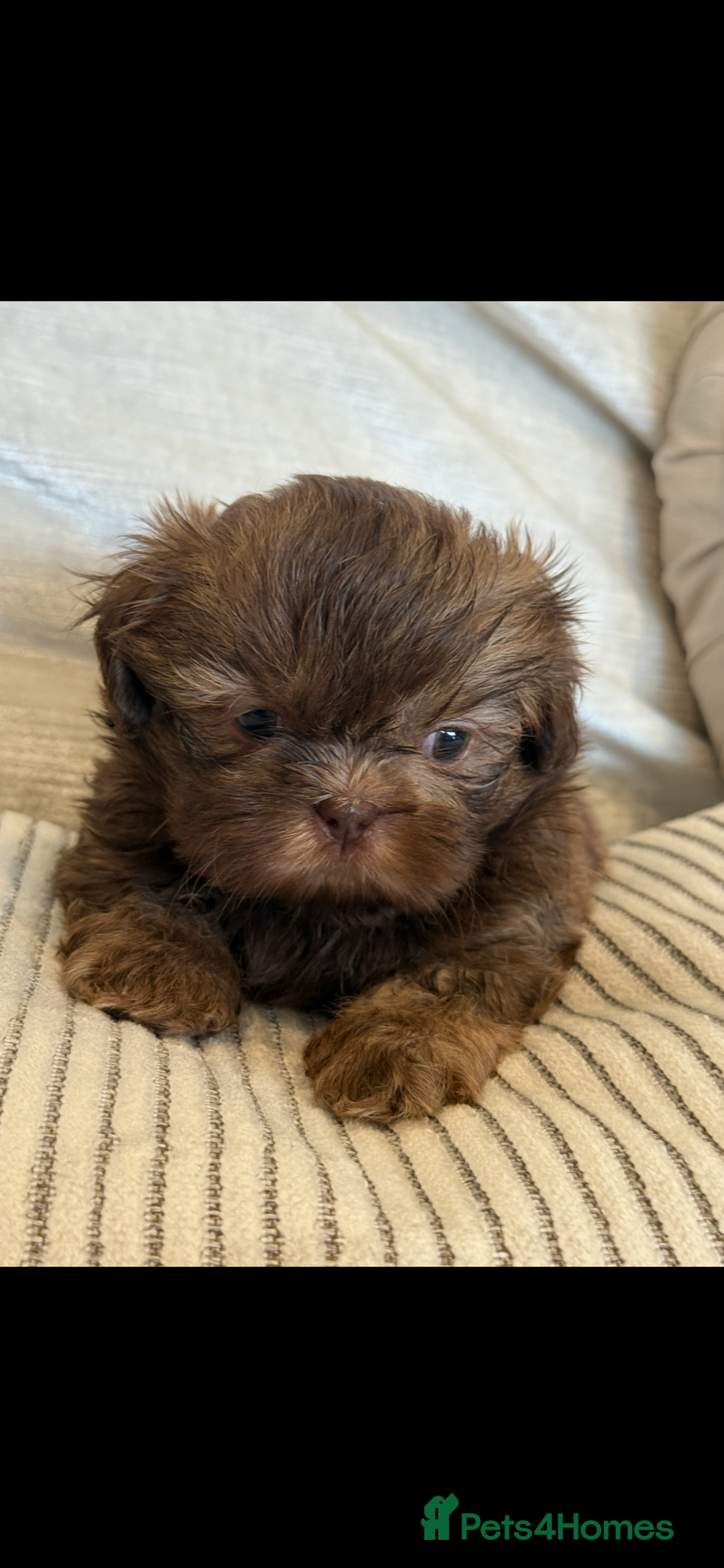 Shih Tzu dogs for sale: KENNEL CLUB CHOC IMPERIAL SHIHTZU - Image 3