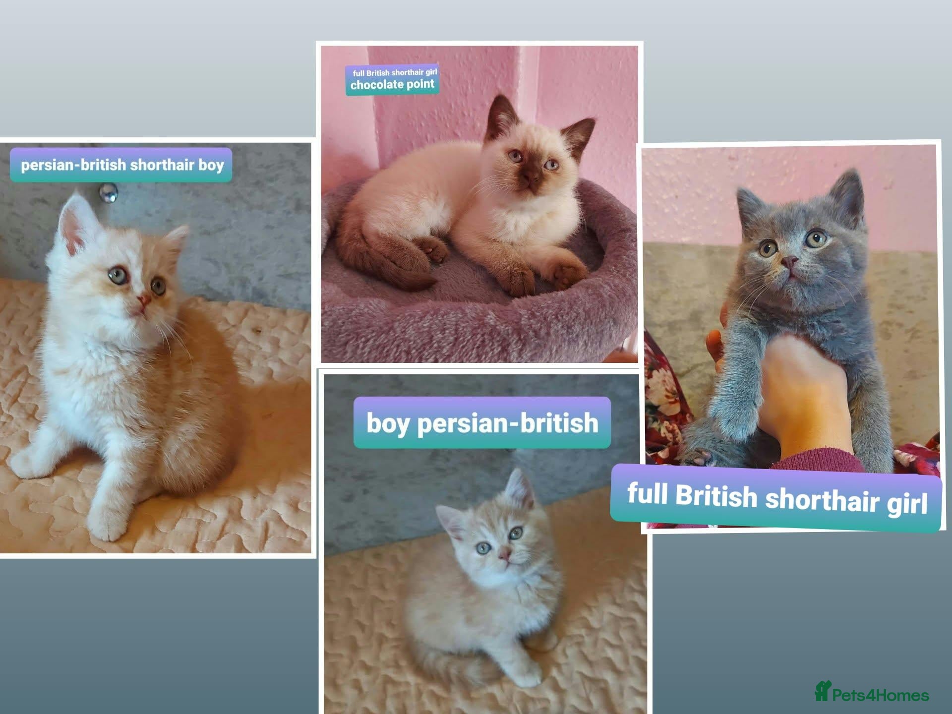 British Shorthair cats for sale: Ready now Variety of colours kittens Bradford  - Advert 16