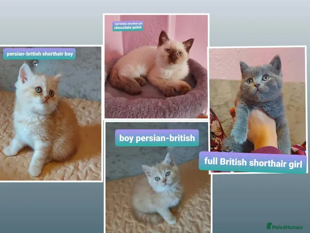 British Shorthair cats for sale: Ready now Variety of colours kittens Bradford - Advert 16