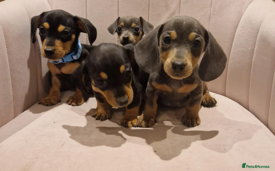 Miniature Dachshund dogs for sale: Stunning little daxie pups 😍 - Advert 17