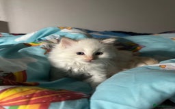 Ragdoll cats for sale: Red flame point Ragdoll - Image 1