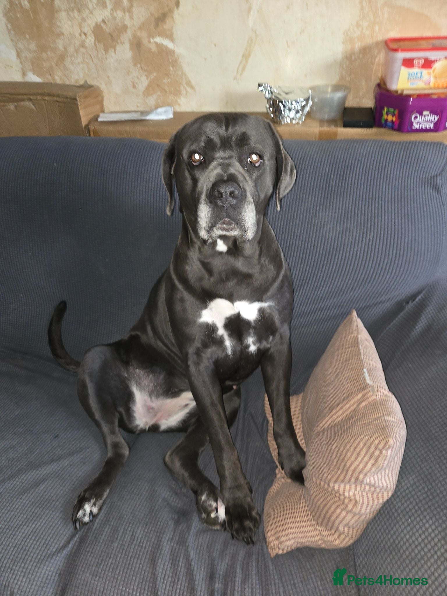 Mixed Breed dogs Cain corso x pocket bully - Advert 1