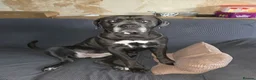 Mixed Breed dogs for sale: Cain corso x pocket bully in Potters Bar - Advert 1