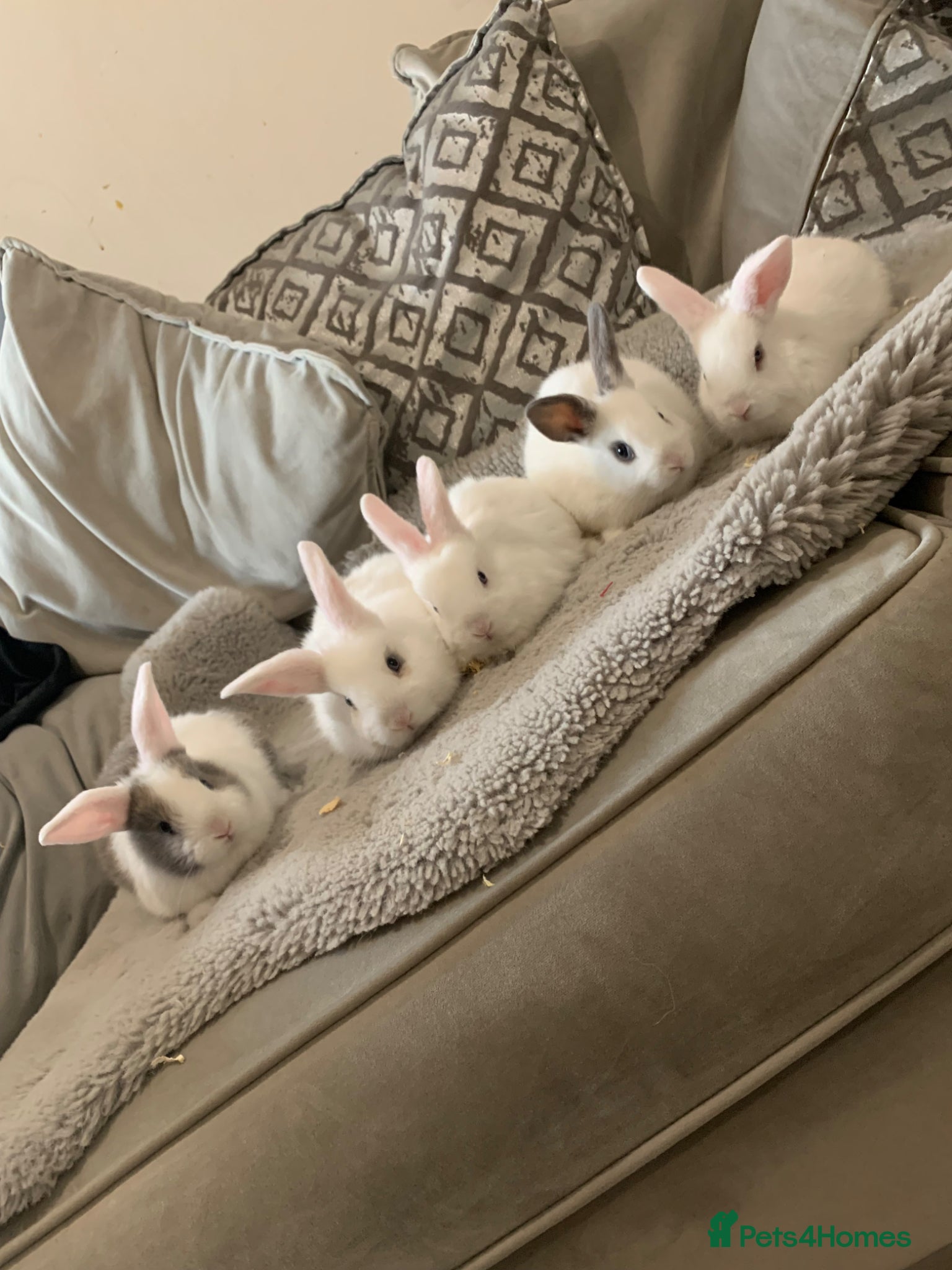 Mixed Breed rabbits Adorable baby bunnies  - Advert 20