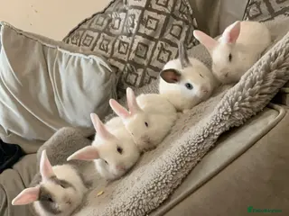 Mixed Breed rabbits Adorable baby bunnies - Advert 20