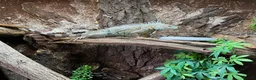 Iguana reptiles for sale: Male Axanthic Iguana  - Advert 9