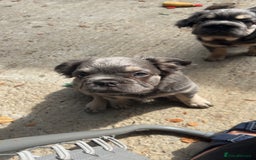 French Bulldog dogs for sale: Quality 5star🌟full visual fluffy French bulldogs  - Image 32