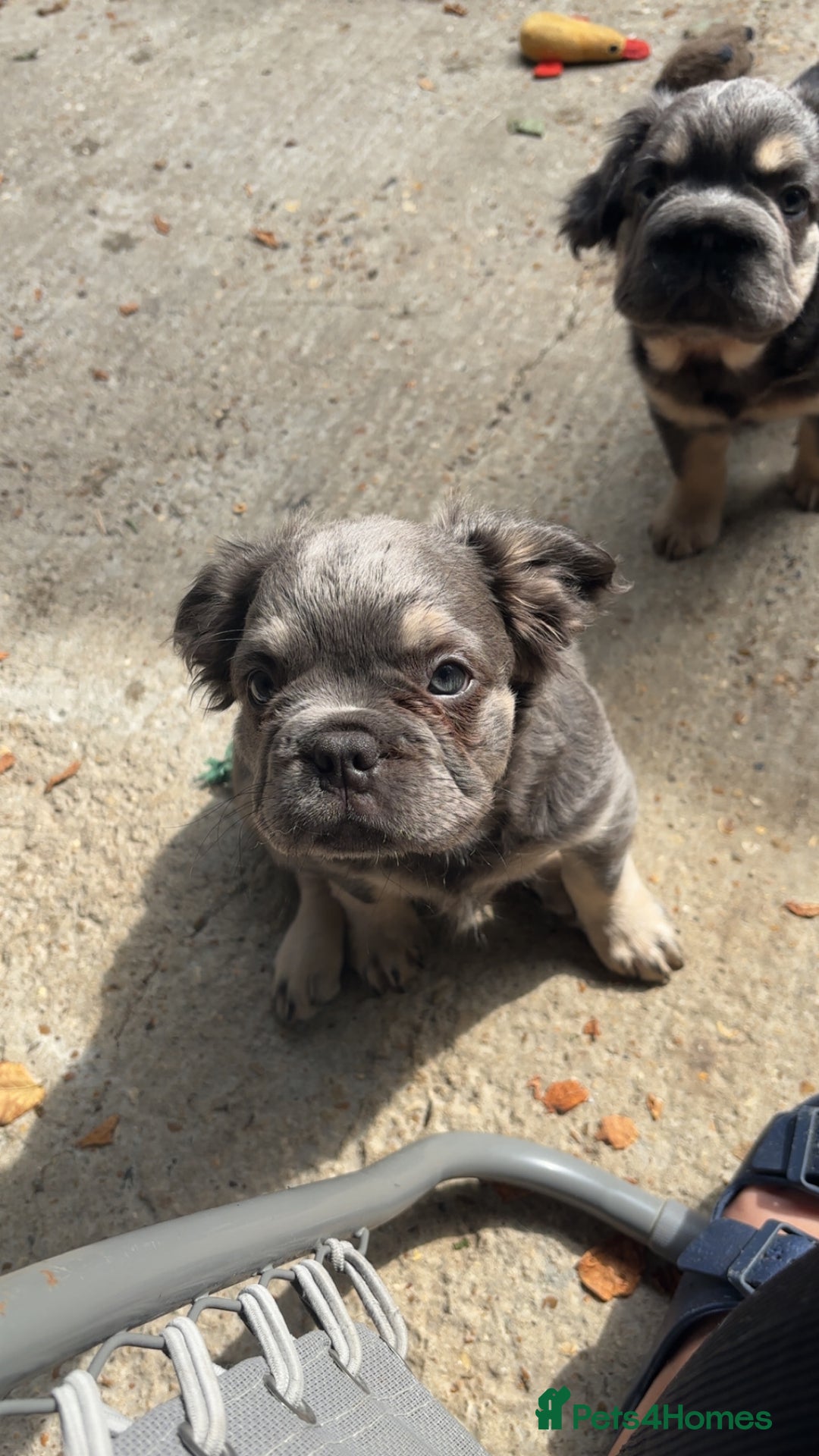 French Bulldog dogs for sale: Quality 5star🌟full visual fluffy French bulldogs  - Image 32