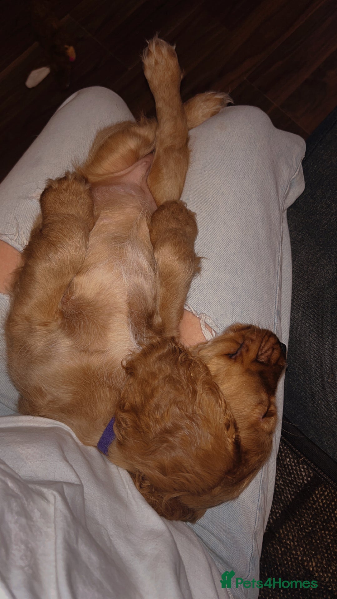 Cocker Spaniel dogs for sale: English Cocker Spaniels  - Advert 8