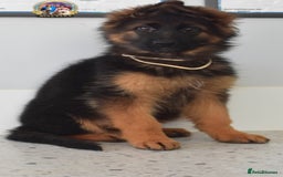 German Shepherd dogs for sale: 💥REDUCED PRICE💥 3 GIRLS German shepherd puppies  - Image 1