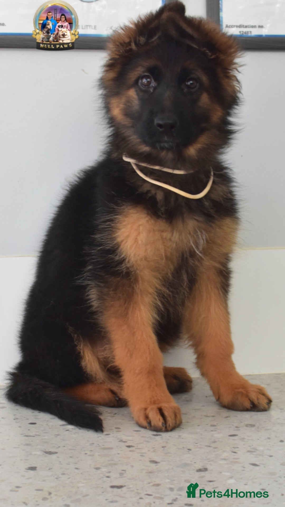 German Shepherd dogs for sale: 💥REDUCED PRICE💥 3 GIRLS German shepherd puppies  - Image 1