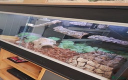 Rat Snake reptiles for sale: Mandarin rat snake and vivarium  - Image 4