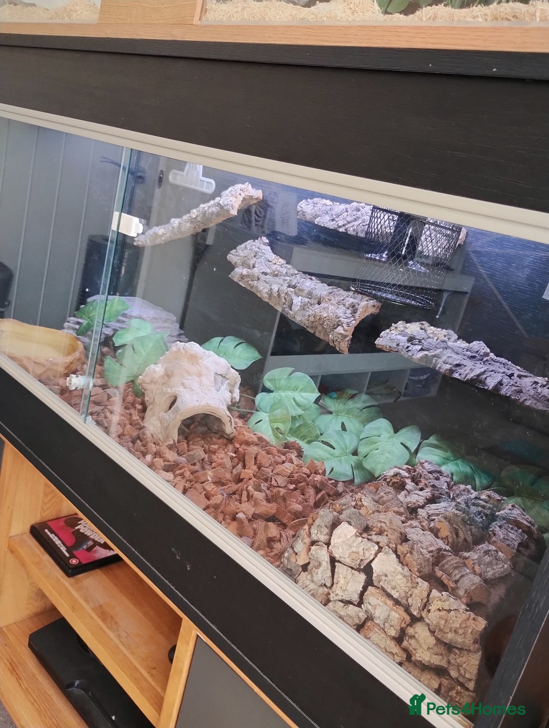 Rat Snake reptiles for sale: Mandarin rat snake and vivarium  - Image 4