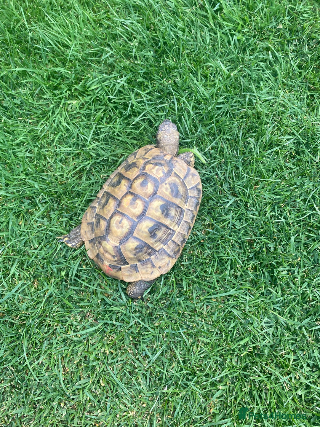 Hermann Tortoise reptiles for sale: Male Hermann Tortoise  in Swadlincote - Image 4