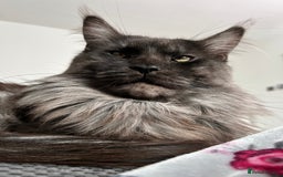 Maine Coon cats for stud: Proven GCCF & TICA Black Smoke stud in Bolton - Image 8