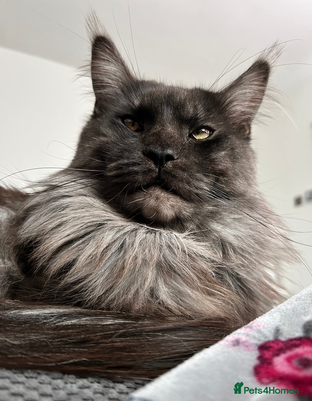 Maine Coon cats for stud: Proven GCCF & TICA Black Smoke stud in Bolton - Image 8