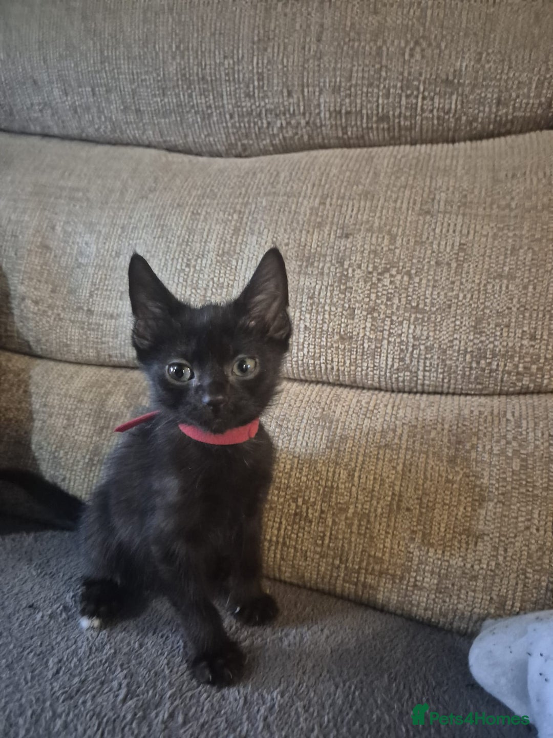 Mixed Breed cats for sale: Adorable black kittens for sale  - Image 2