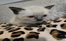 Mixed Breed cats for sale: 7 Half-Ragdolls  - Image 7