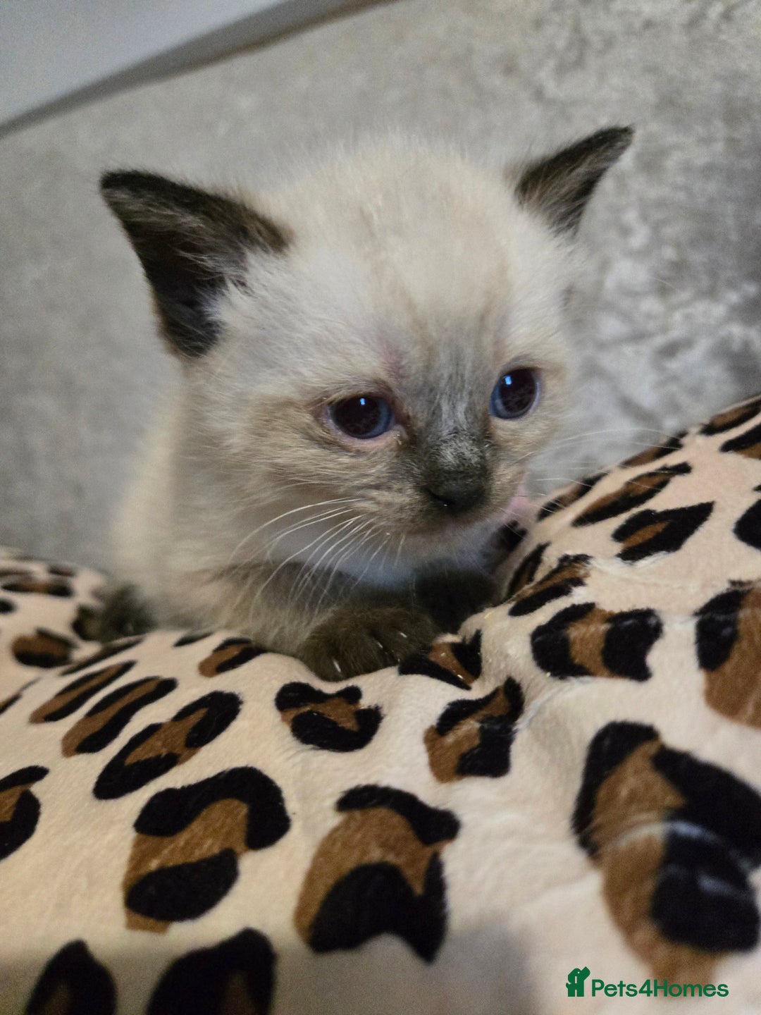 Mixed Breed cats for sale: 7 Half-Ragdolls  - Image 7