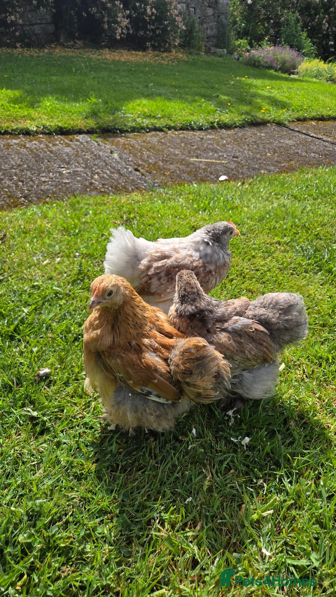 Chickens poultry for sale: Trio of pekin bantam growers - Advert 2