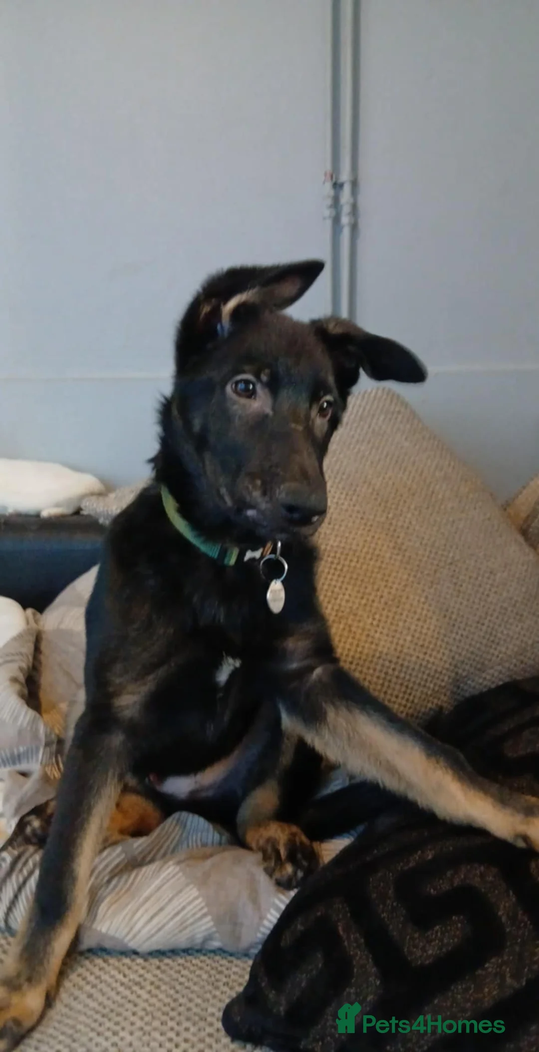 German Shepherd dogs for sale: Major  in Sudbury - Advert 4