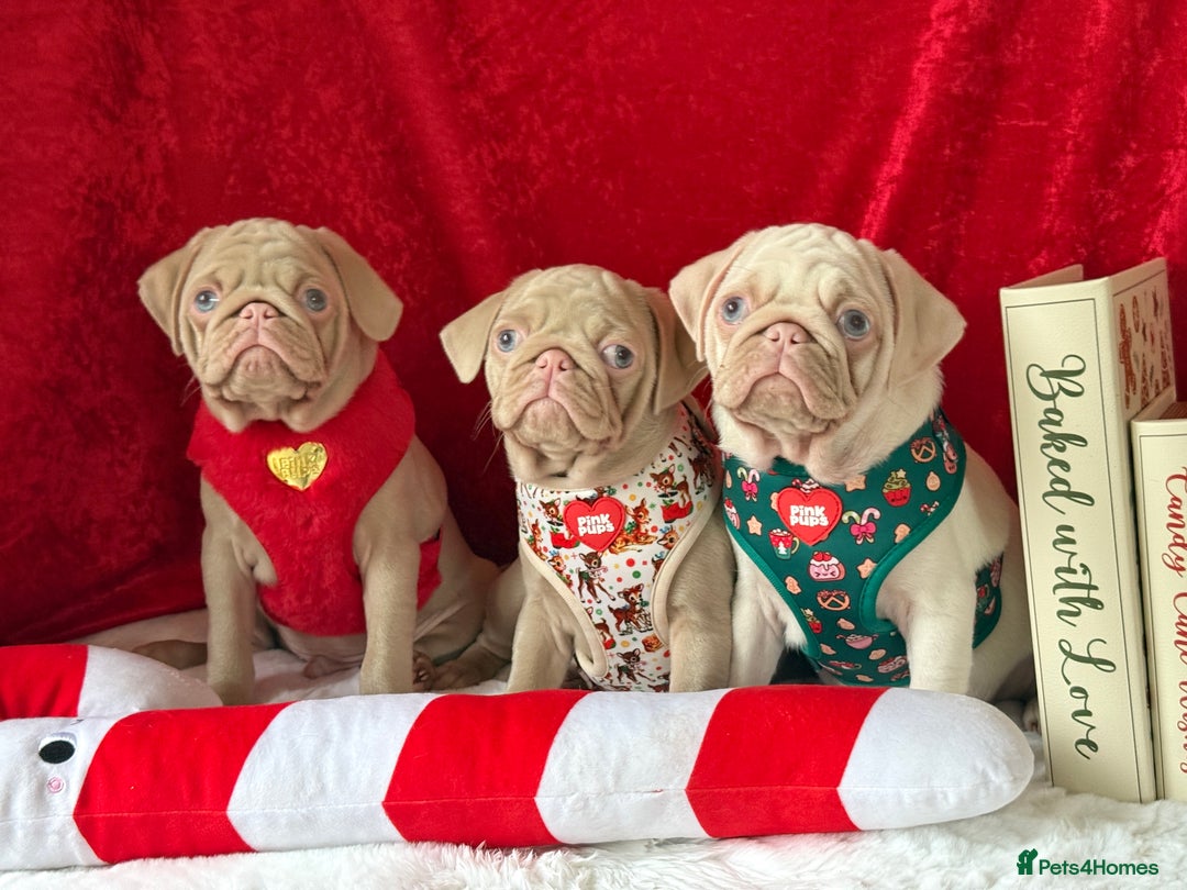 Pug dogs for sale: Pink Pug Puppies Available - Advert 14