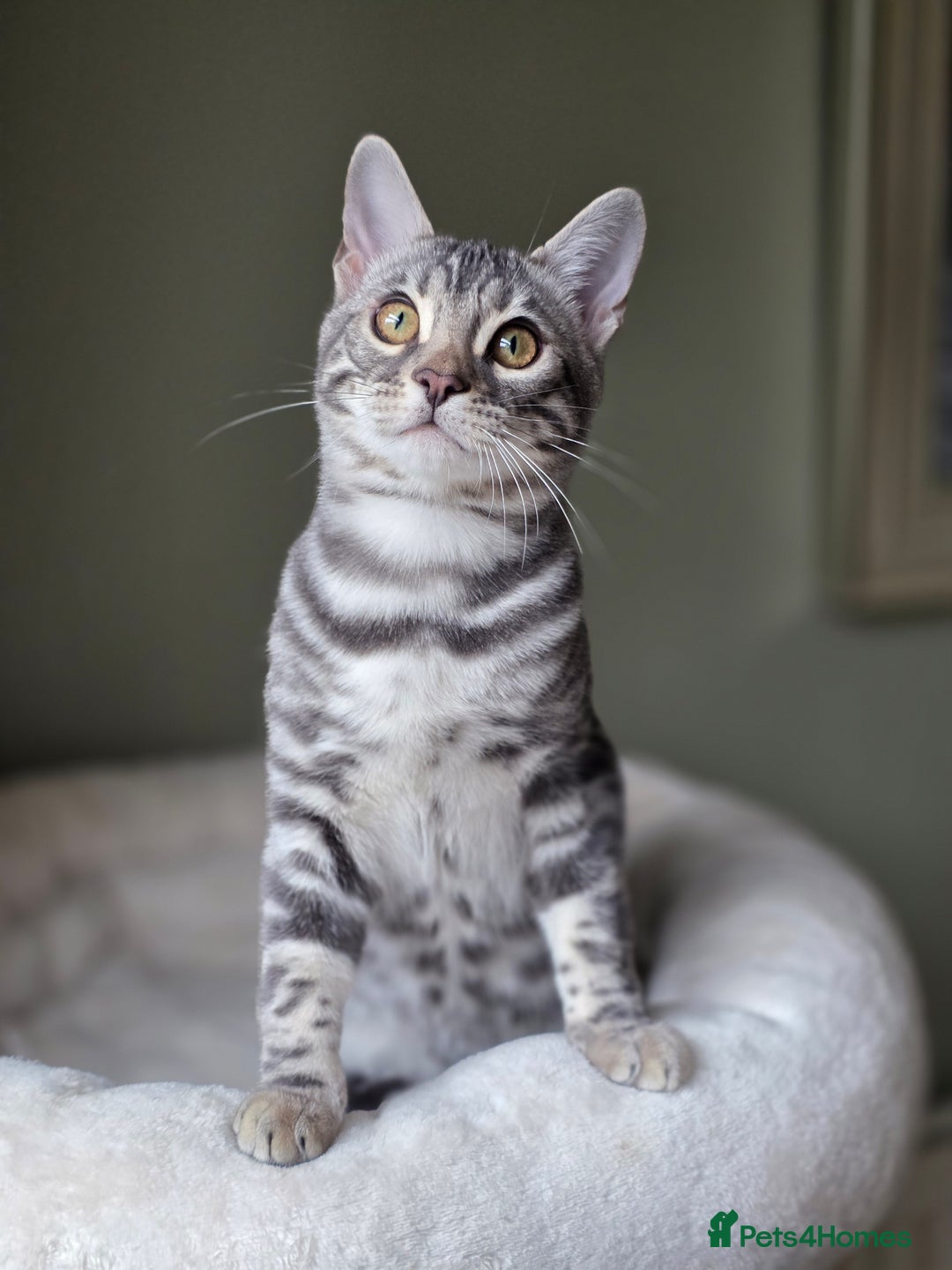 Bengal cats for sale: Silver Rosetted, Blue Silver Rosetted Bengal Girls - Image 1