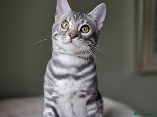 Bengal cats - Advert 17