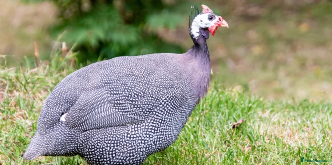 Guinea Fowl poultry for sale: Guinea fowl hatching eggs in Stoke-on-Trent - Advert 1