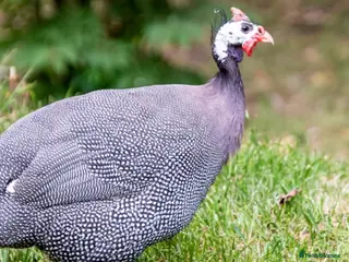 Guinea Fowl poultry Guinea fowl hatching eggs - Advert 2