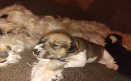 Mixed Breed dogs for sale: Stunning litter of 8 - Image 7