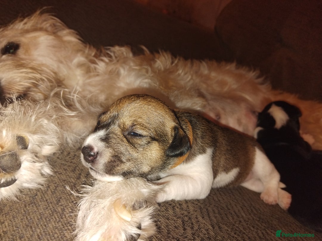 Mixed Breed dogs for sale: Stunning litter of 8 - Image 7