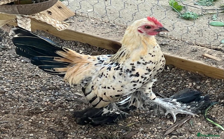 Chickens poultry - Advert 2