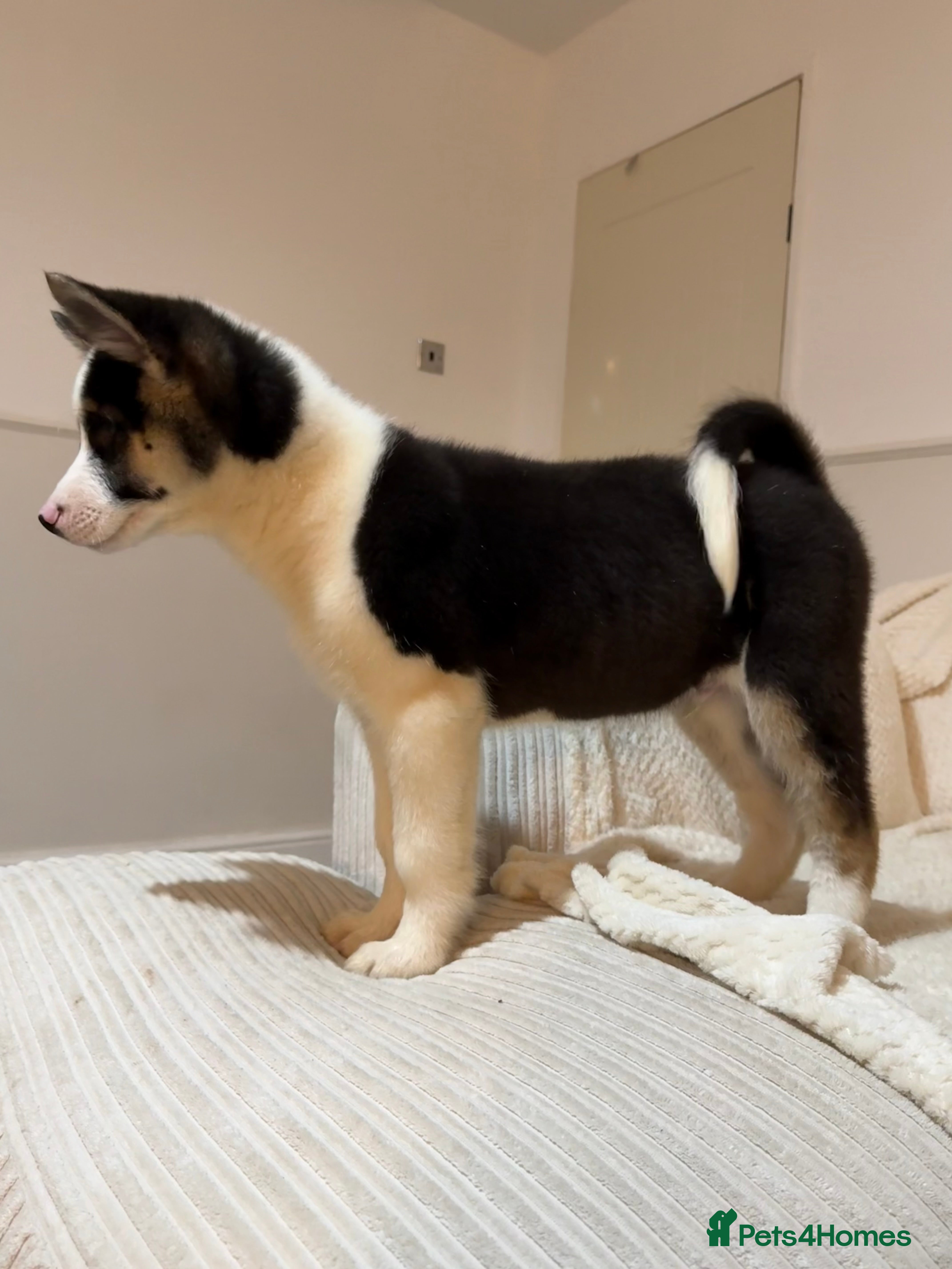 Huskita dogs REDUCED PRICE Huskita Puppies 🤍 3 LEFT - Advert 1