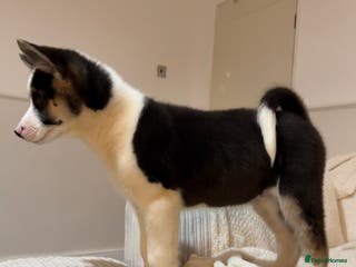 Huskita dogs REDUCED PRICE Huskita Puppies 🤍 3 LEFT - Advert 4