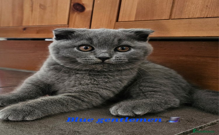 Scottish Fold cats - Advert 3