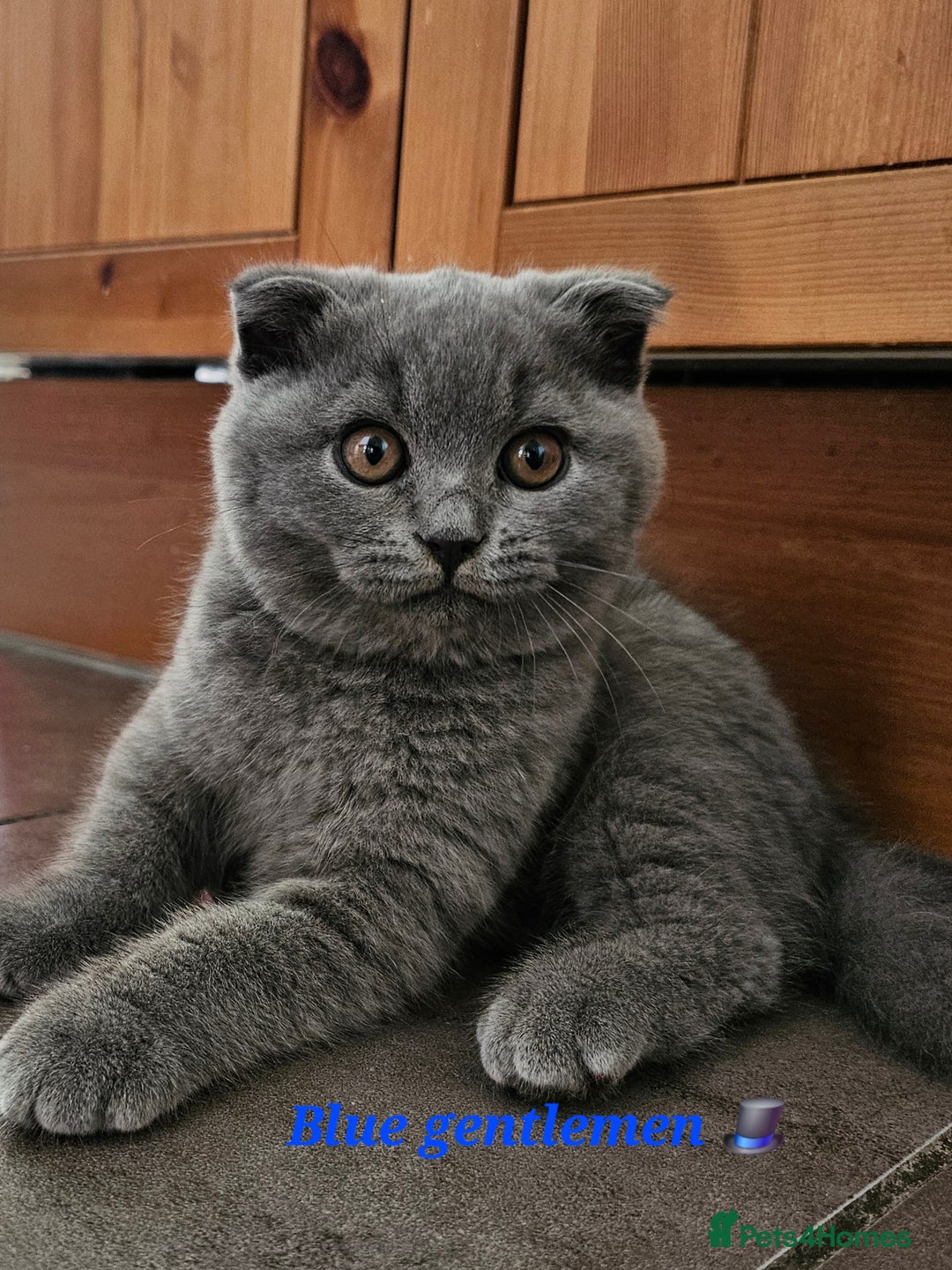 Scottish Fold cats for sale: Only 1 friendly Kitten 😸 left,smart and gentle😸 - Image 6