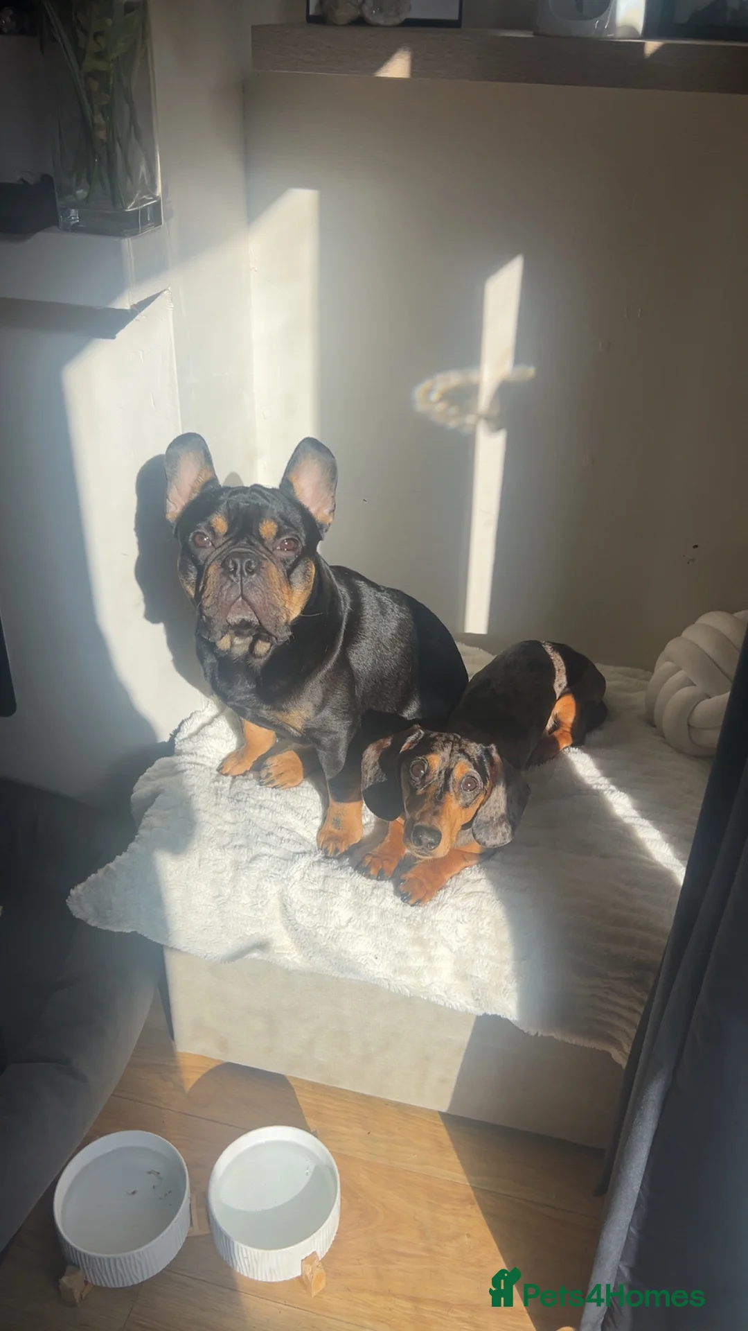 French Bulldog dogs for sale: Black and Tan French Bulldog in Aldershot - Advert 4