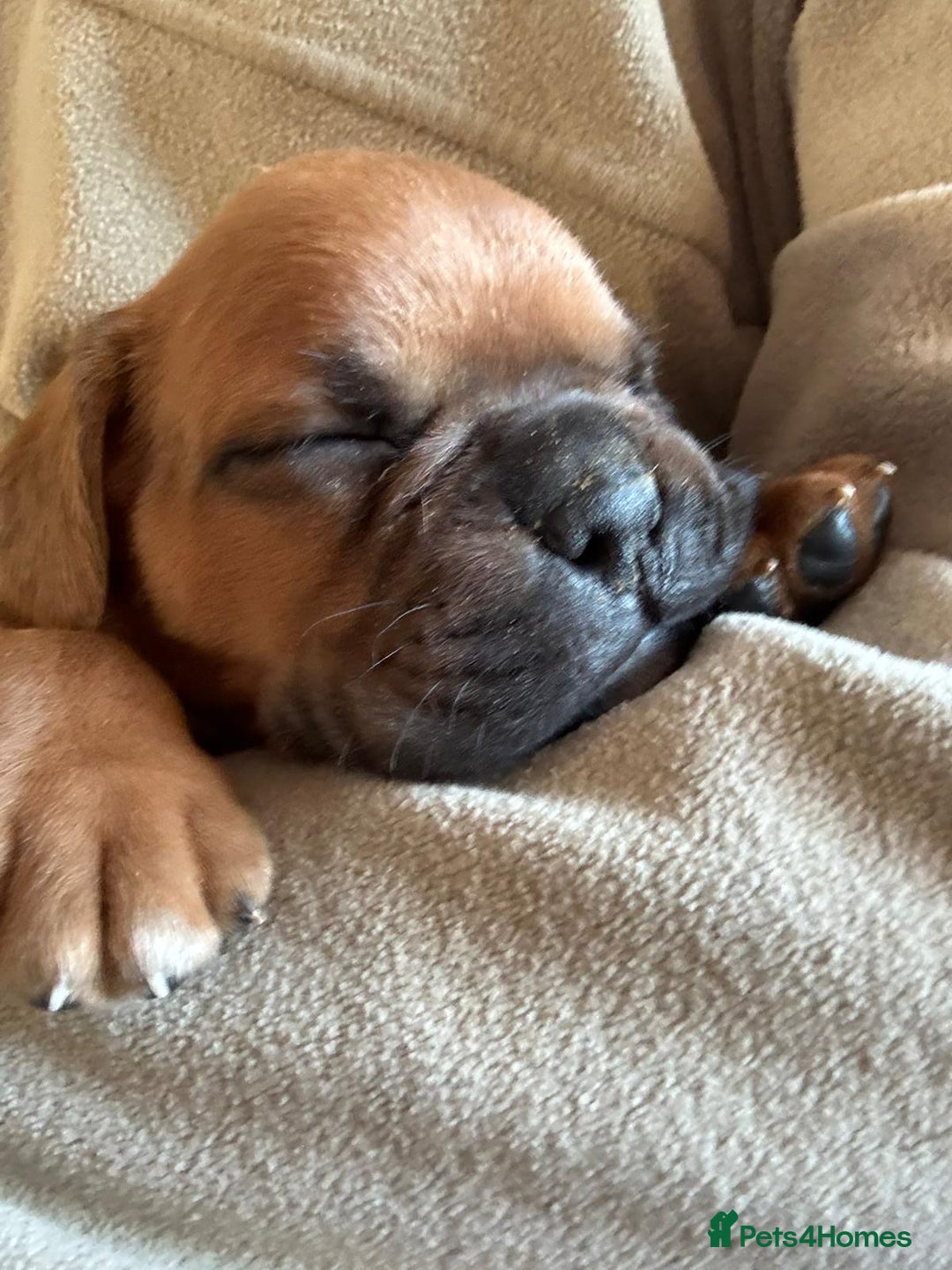 Boxer dogs for sale: 10 Boxer X Puppies - Ready 13th October - Image 18