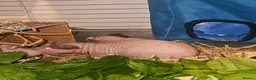 Guinea Pig rodents for sale: 4 male skinny pig boars - Advert 6