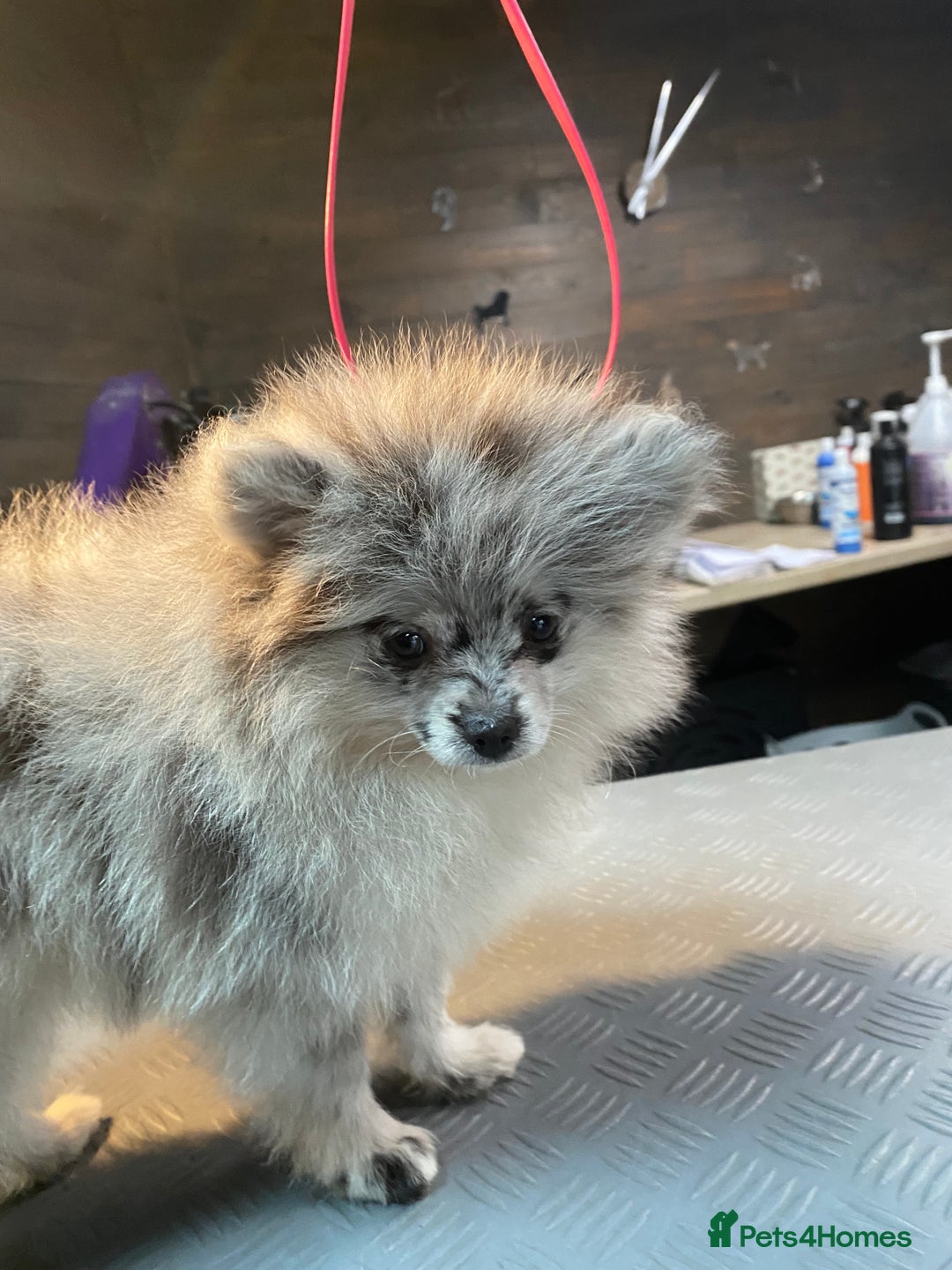 Pomeranian dogs for sale: Super cute sassy poms - Advert 18