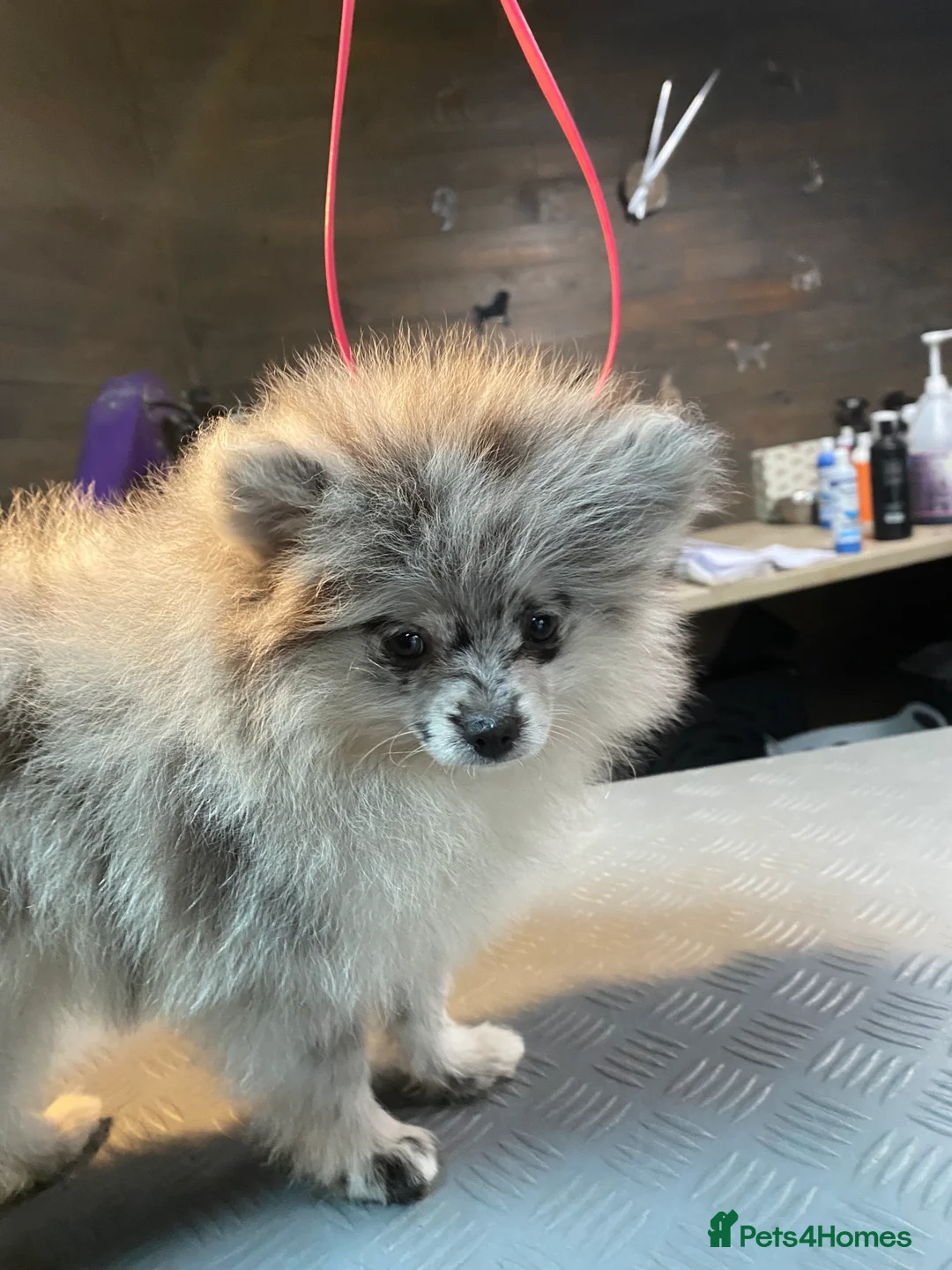 Pomeranian dogs for sale: Adorable fluffy pom puppies - Advert 13