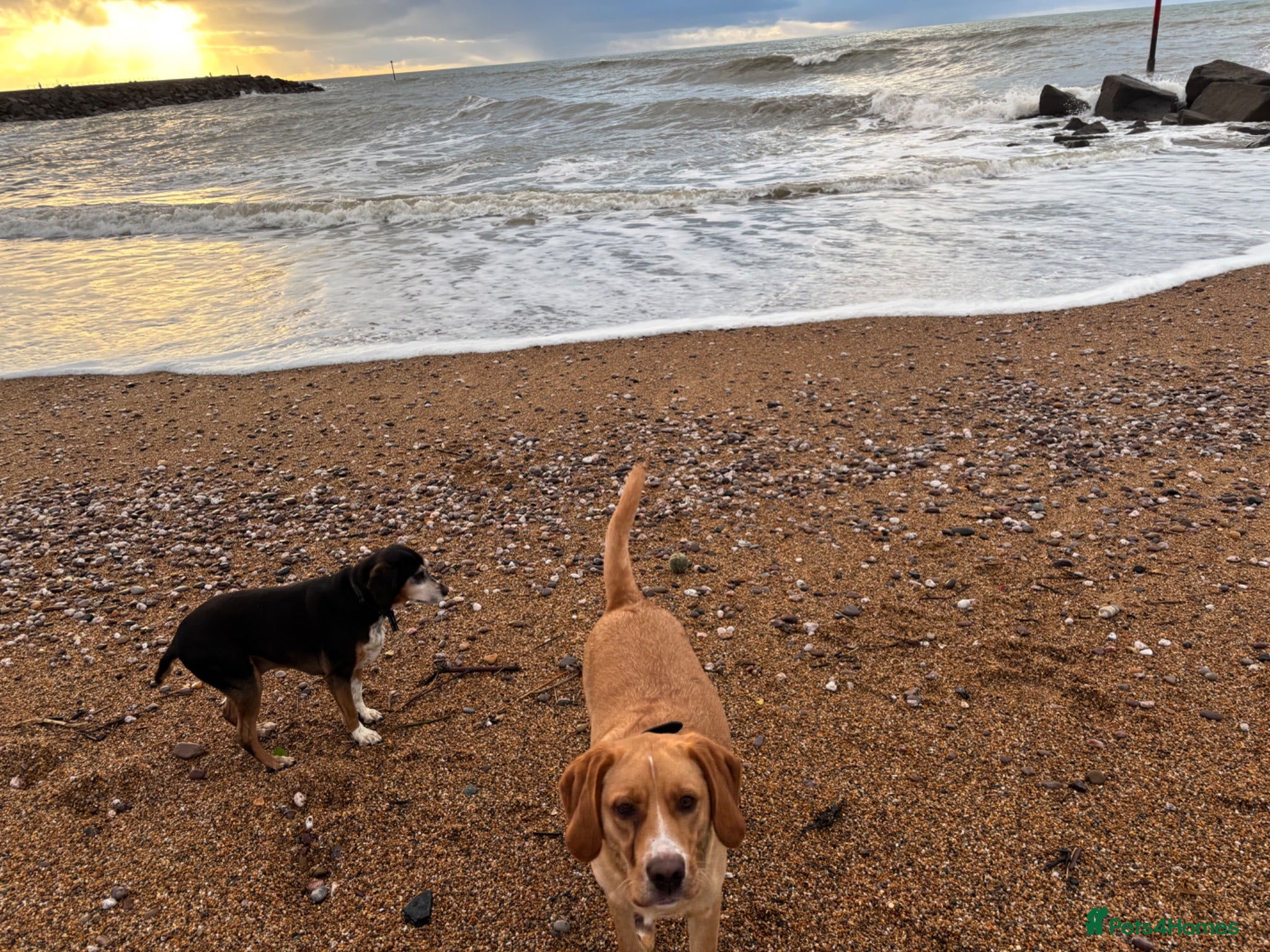 Mixed Breed dogs 18 month old lab beagle cross - Advert 3